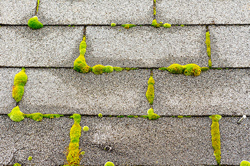 5 Ways Roof Cleaning Prevents Costly Repairs Image